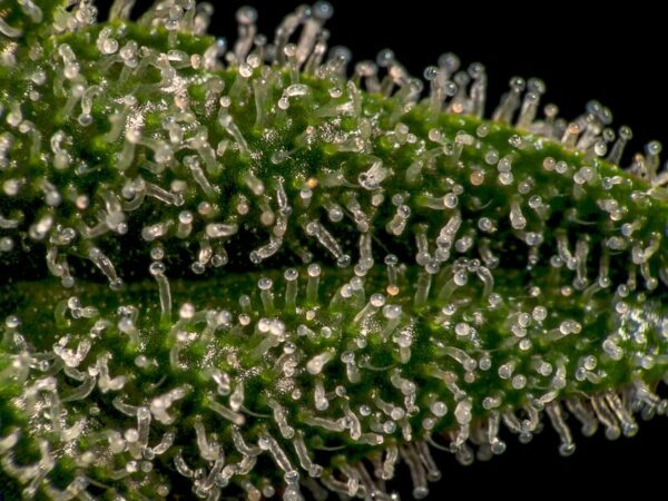 Milchige Trichome
