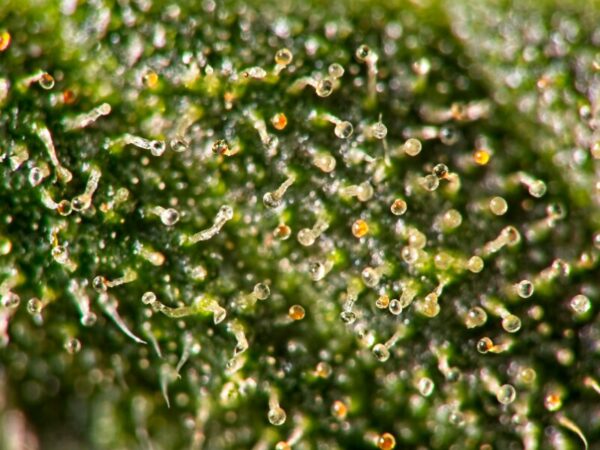 Trichome überreif