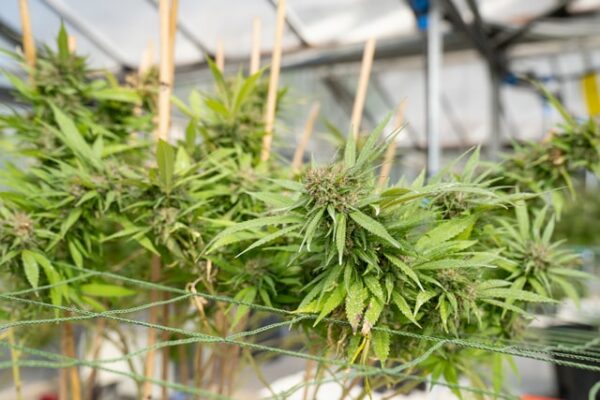 Crowd Growing- eine neue Art der Investition. Hier sieht man Cannabispflanzen in einer Plantage.