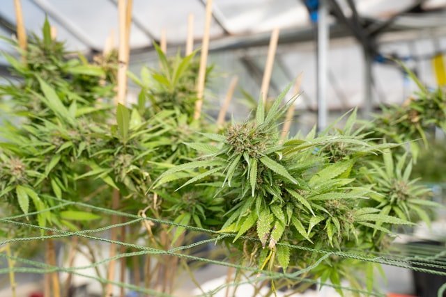 Crowd Growing- eine neue Art der Investition. Hier sieht man Cannabispflanzen in einer Plantage.