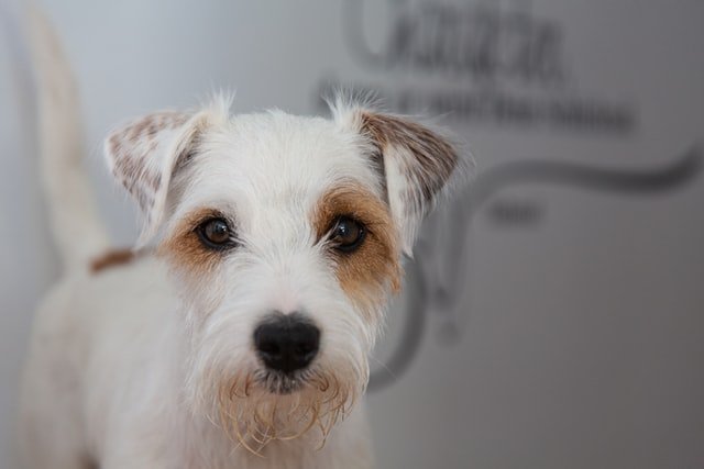 CBD für Tiere ist eine natürliche Alternative für andere Medikamente. Hier sieht man einen kleinen Hund, der in die Kamera schaut