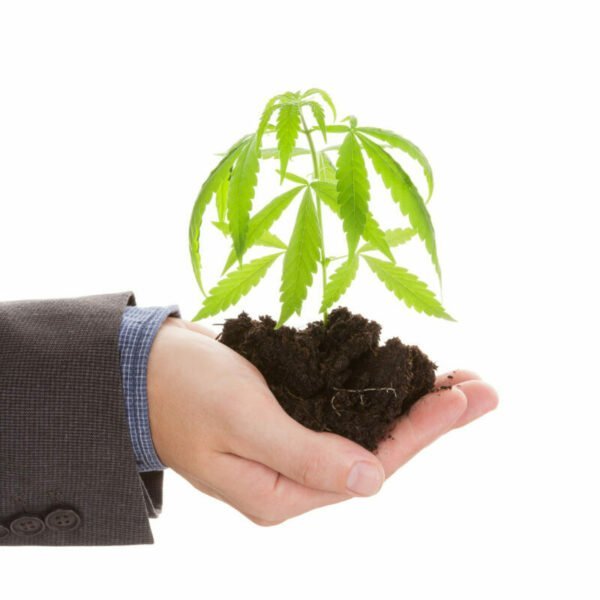 Hier ist eine Hand mit einem Stück vom Arm zu sehen, welche in einem braunen Anzug steckt. In der Hand ist ein kleiner Erdhaufen mit einem Cannabissteckling darin. Die aktuelle Cannabis-Gesetzeslage ist die selbe wie vor 50 Jahren, doch das wird sich hoffentlich bald ändern.
