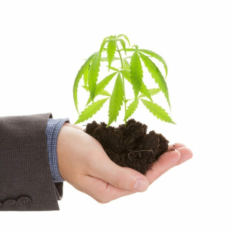 Die aktuelle Cannabis-Gesetzeslage