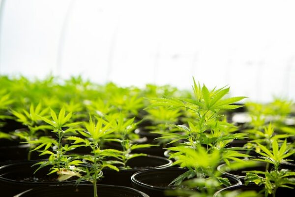 hier sind ein paar Cannabisstecklinge in Töpfen zu sehen. Schädlinge beim Cannabisanbau können gelegentlich vorkommen.