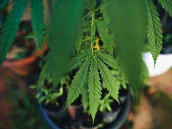 Eine Cannabisfpflanze