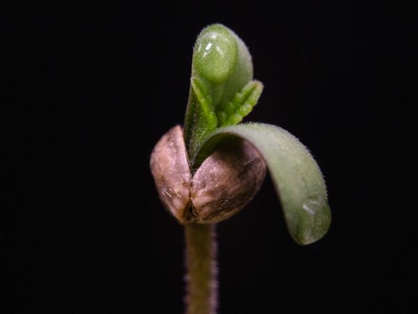 ein gekeimter Cannabissamen