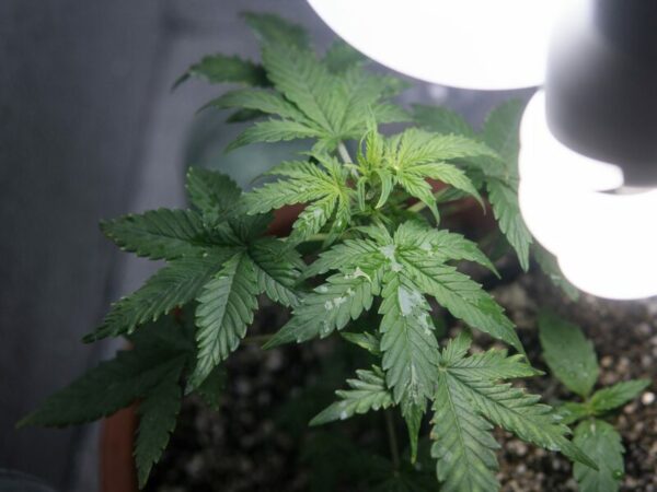 Die richtige Lichteinstellung beim Cannabis Indoor Grow ist wichtig. Eine Cannabispflanze mit einer Lampe