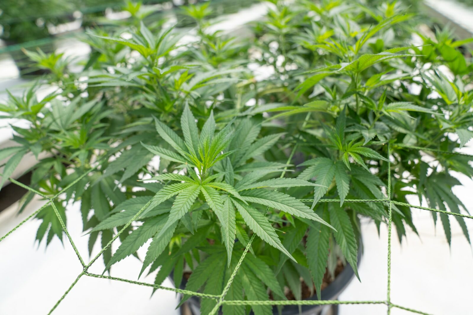 Hier sind ein paar junge Cannabispflanzen zu sehen, in einem Growroom. Experti*innen wissen natürlich Pflegefehler zu vermeiden.