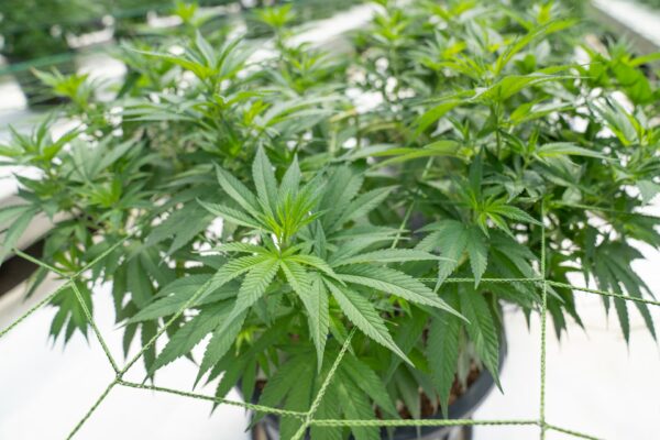 Hier sind ein paar junge Cannabispflanzen zu sehen, in einem Growroom. Experti*innen wissen natürlich Pflegefehler zu vermeiden.