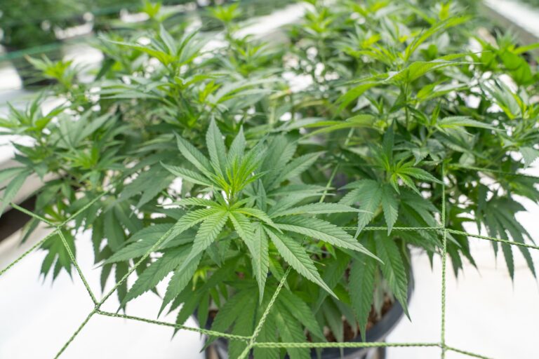 12 typische Pflegefehler beim Cannabisanbau