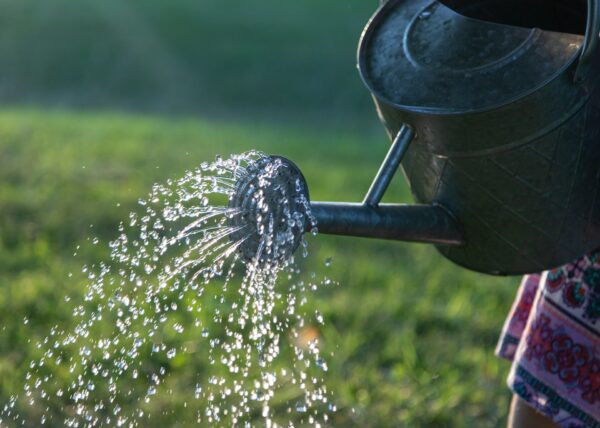 hier sieht man eine Gießkanne, aus der Wasser auf Pflanzen gegossen wird.