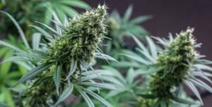 zwei schöne, große Cannabisblüten sind zu sehen.