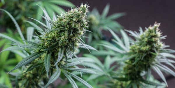 zwei schöne, große Cannabisblüten sind zu sehen.