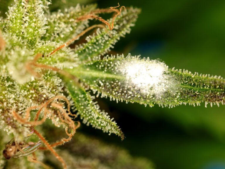 Schimmel beim Cannabisanbau