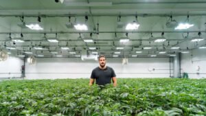 Cannabis Amazon