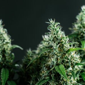 eine schöne und dicke Cannabisblüte ist zu sehen.