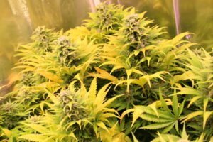 Der Anbau von Cannabispflanzen kann eine therapeutische Maßnahme sein. Hier sieht man drei Cannabispflanzen, die bereits Blüten ausgebildet haben.