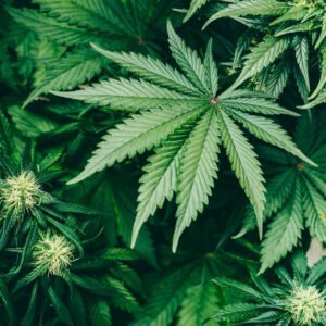 ein schönes sattes grünes Cannabisblatt ist zu sehen.