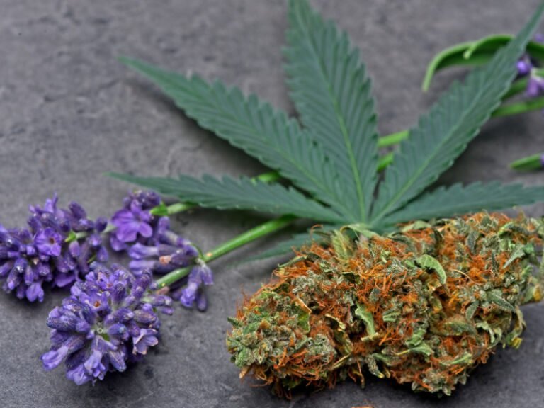 Terpene in der Cannabismedizin