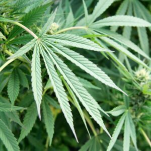 Ein Blatt der Cannabis Sativa Sorte