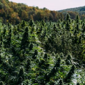Cannabis Pflanzen sind hier zu sehen, die im freien Angebaut werden. 