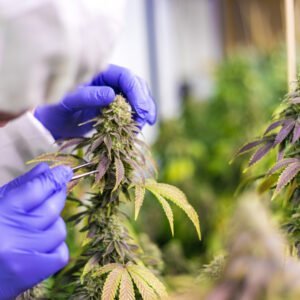 Hände mit Handschuhen behandeln eine Cannabispflanze mit einer Pinzette