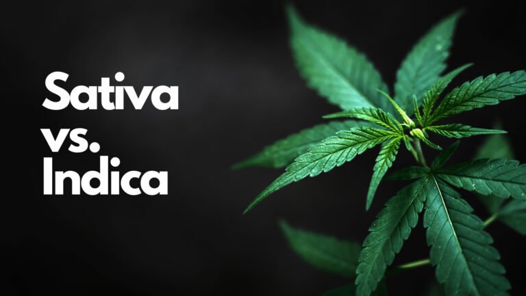 Sativa vs. Indica - gibt es einen Unterschied?