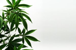 Cannabisblätter