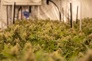 Eine Indoor Cannabis Plantage