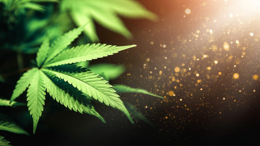 medizinisches Cannabis- ein Cannabisblatt erstrahlt im Licht.