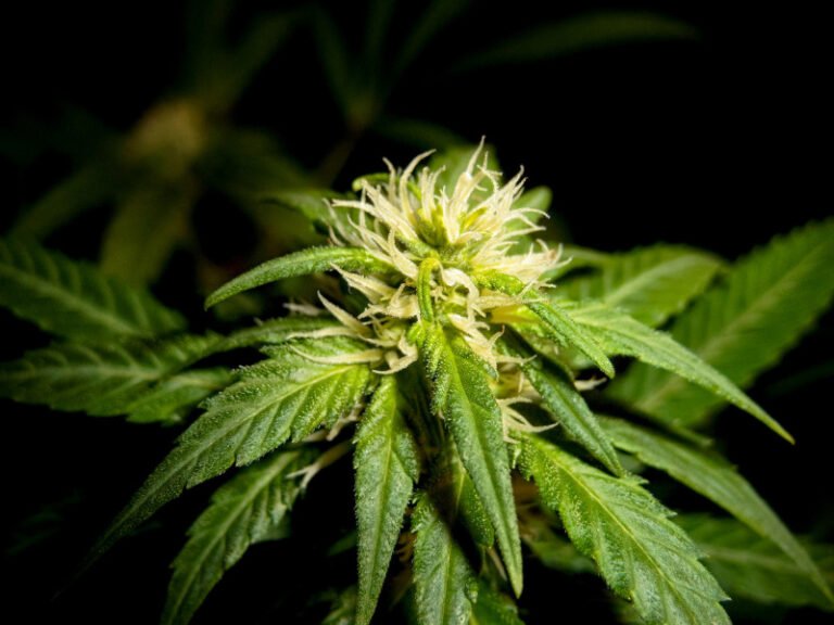 Hindu Kush- DER Strain für Haschisch