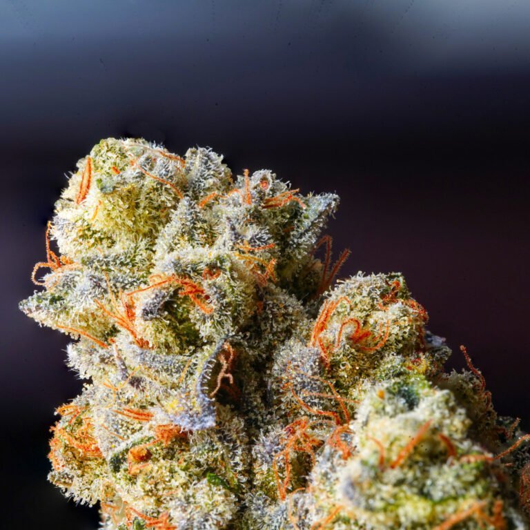 Jack Herer - Medizinischer Cannabis Strain