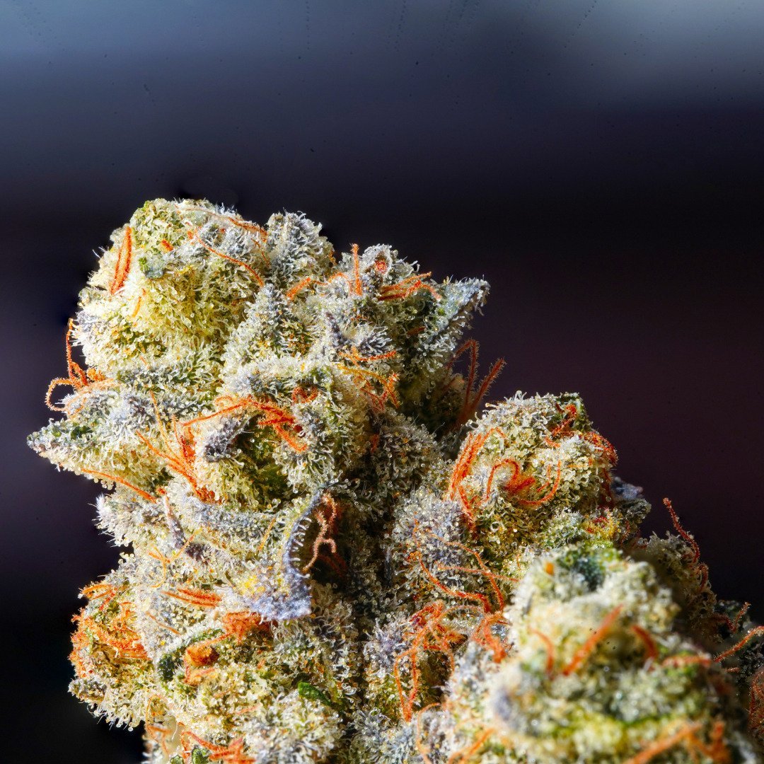 Jack Herer Blüte