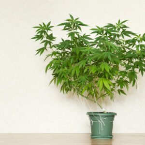 Eine große Cannabispflanze in einem Topf