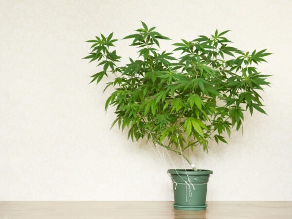 Eine große Cannabispflanze in einem Topf