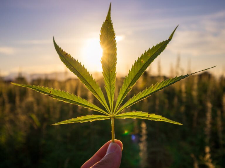 Nachhaltig handeln mit Cannabis