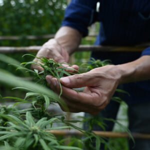 Cannabis anbauen. Ein Mann baut Cannabis an