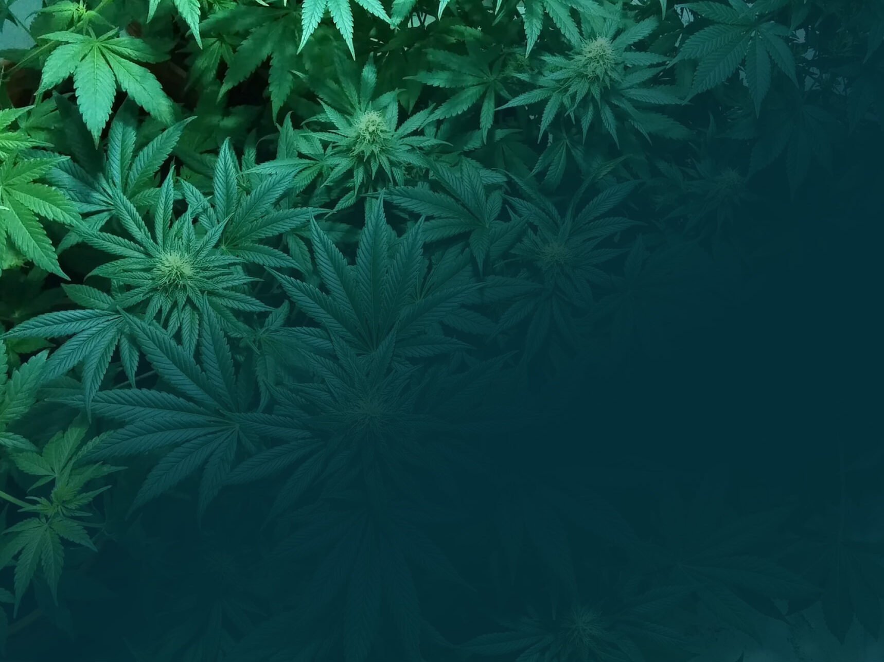 ganzhightlich Wissensplattform rund um Cannabis