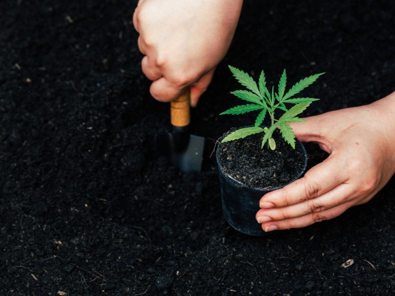 Ein Cannabis Steckling wird umgesetzt