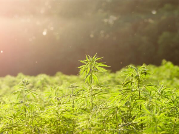 eine Hanfplantage