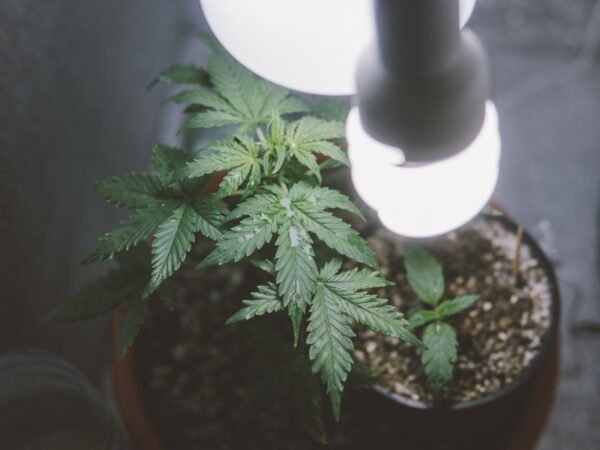 Eine Cannabispflanze im Topf mit einem Licht
