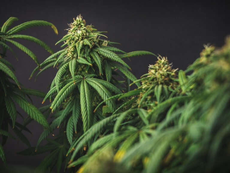 Cannabis wird aus dem BtM gestrichen