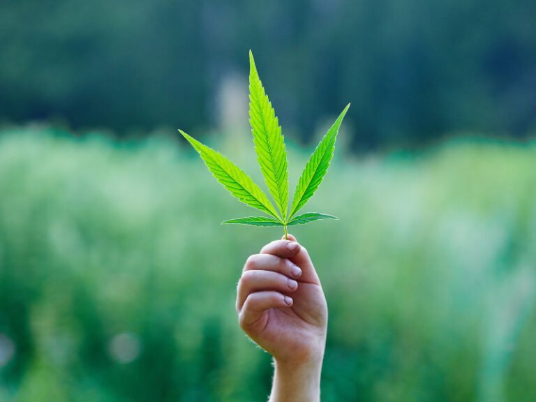 Kritik aus eigenen Reihen- SPD Innensenator gegen die Legalisierung