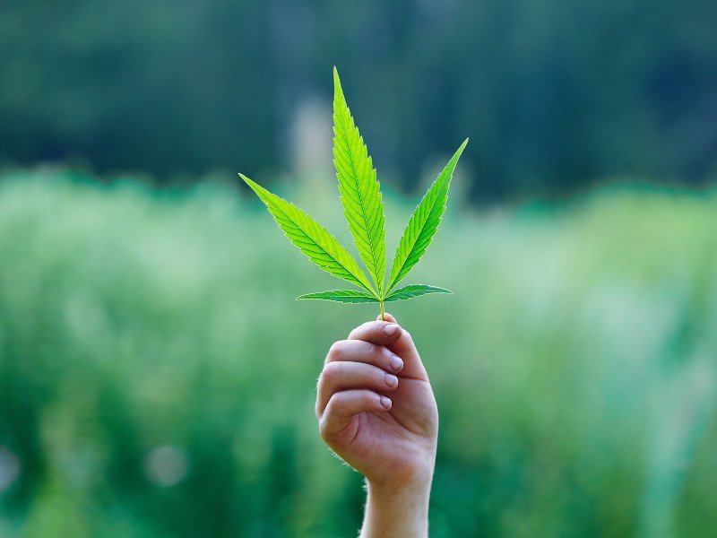 Cannabis Legalisierung