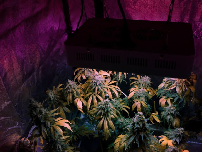 Cannabisplantagen von der Polizei in Berlin entdeckt