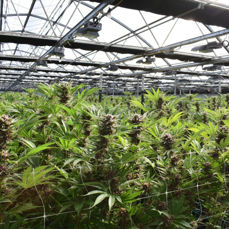 Polizeifund in Flensburg: 900 Cannabispflanzen