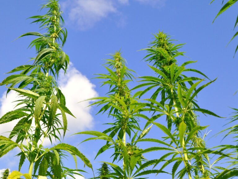 3,5 Meter hohe Cannabispflanze- Rentner steht vor Gericht