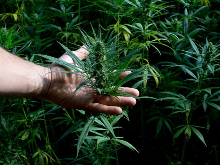 Drogenbeauftragter drängt auf Cannabis Freigabe