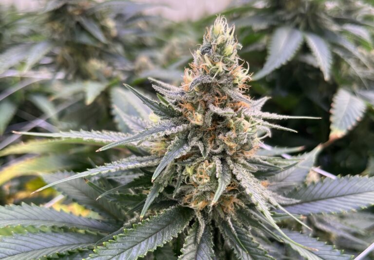 Überschuss an medizinischem Cannabis verbrannt