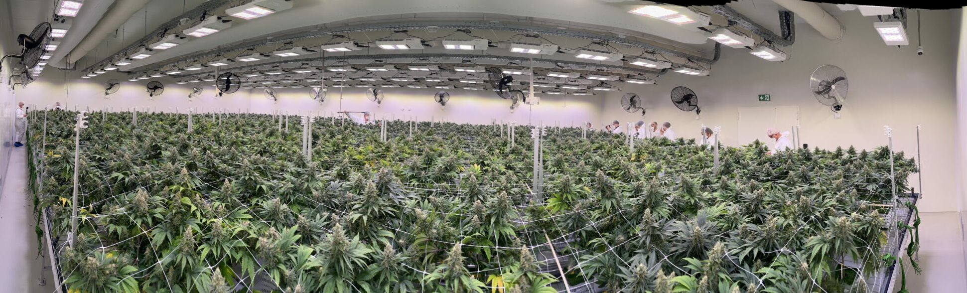 Medizinisches Cannabis in Nordmazedonien